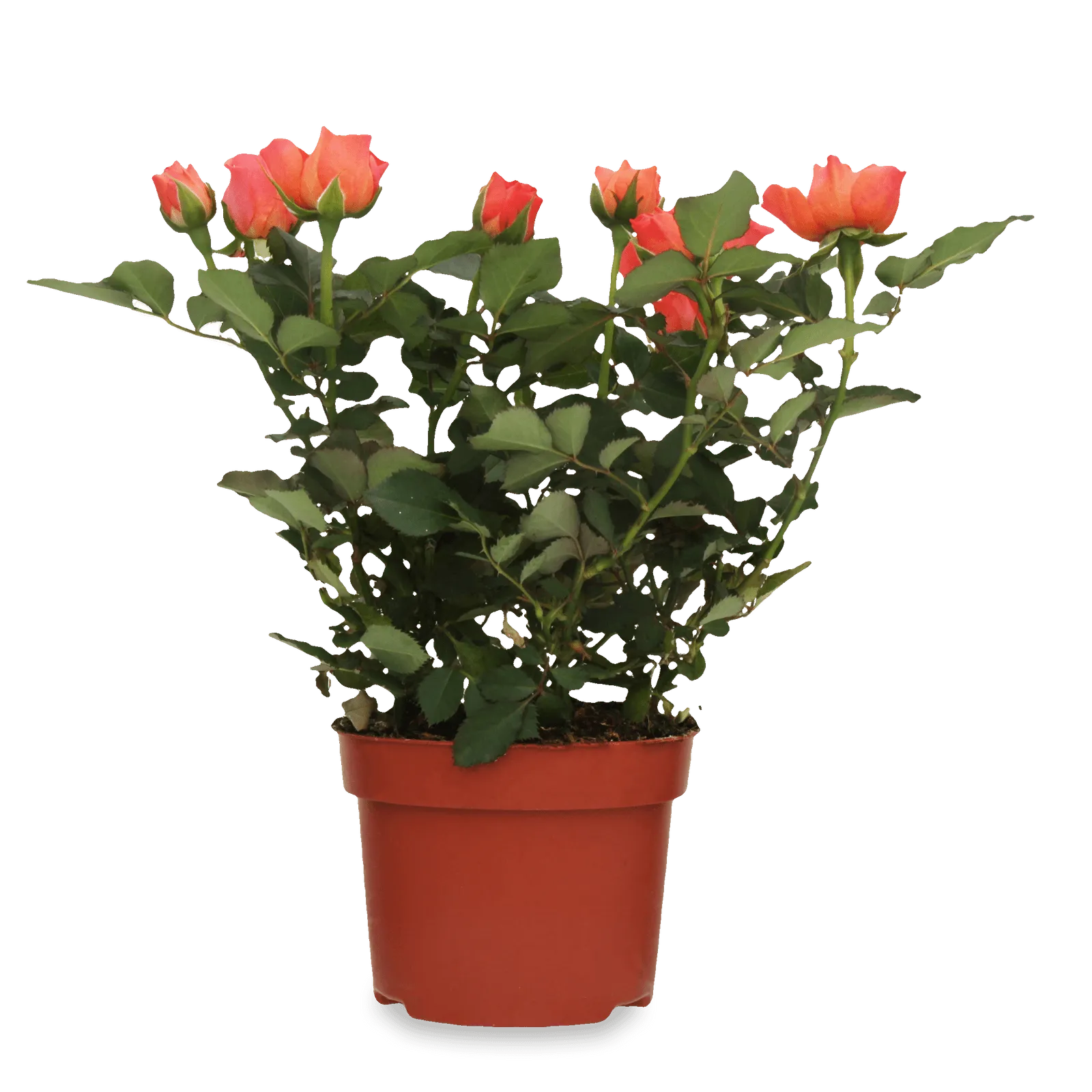 Додаткова фотка товара